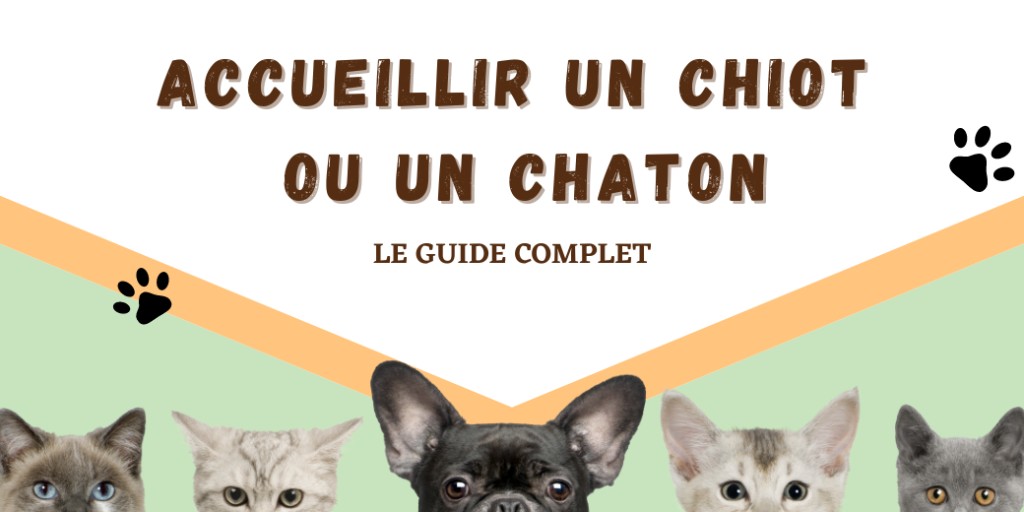 Téléchargez l’application Biscuit pour dénicher les meilleures offres sur les accessoires, les jouets et la nourriture.