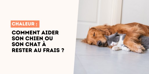 Quand le thermomètre grimpe, nos compagnons à poils comptent sur nous pour les aider à rester au frais. Voici comment faire simple et efficace.