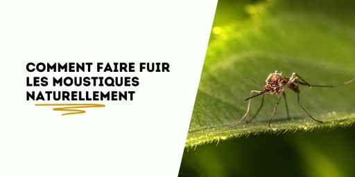 Citronnelle, huiles essentielles, gestes quotidiens : dites adieu aux moustiques sans produits chimiques.